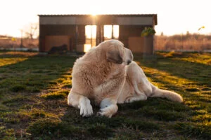 do golden retrievers shed