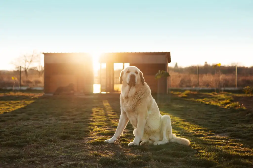 Managing Shedding in Golden Retrievers 