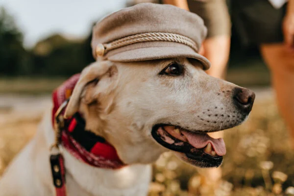 Hats for Golden Retrievers