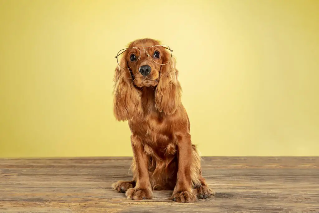 dark golden retriever puppy 