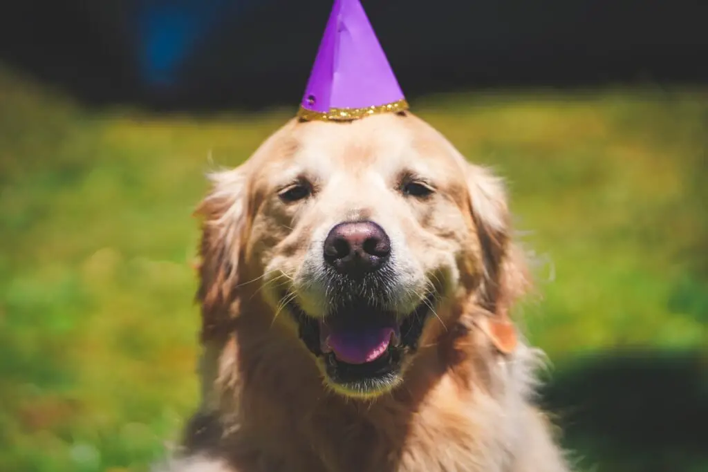 Hats for Golden Retriever Puppy