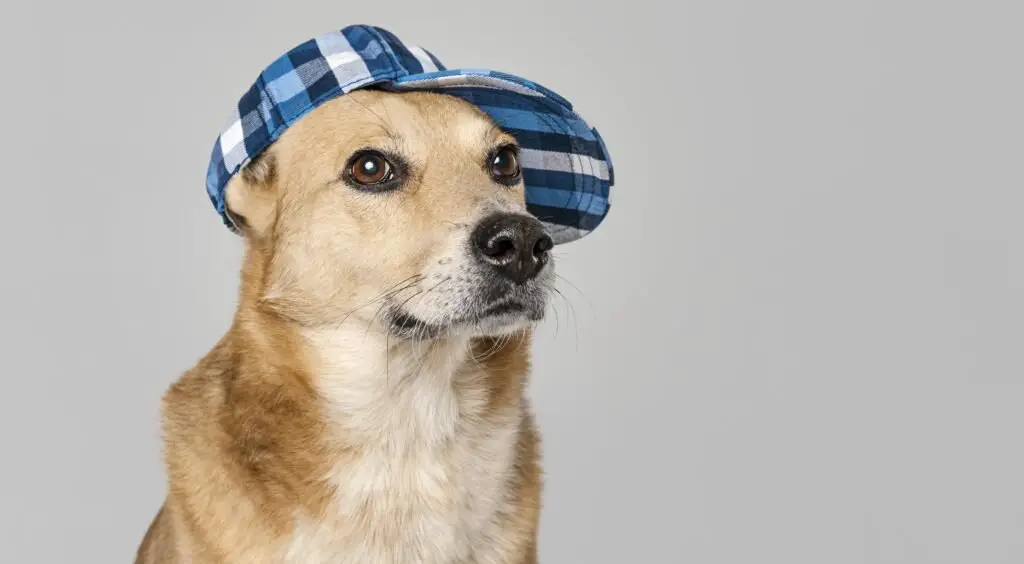 Hats for black Golden Retriever