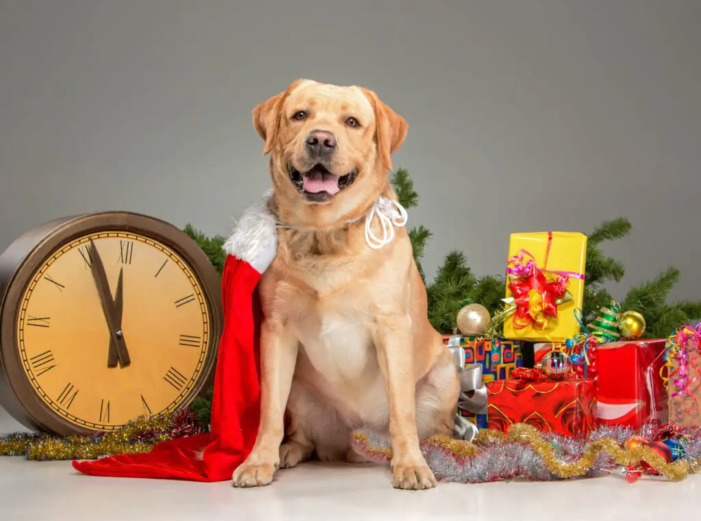 Red Golden Retriever Ornaments 