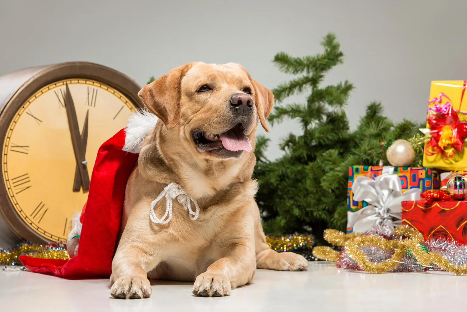 Top Golden Retriever Ornaments