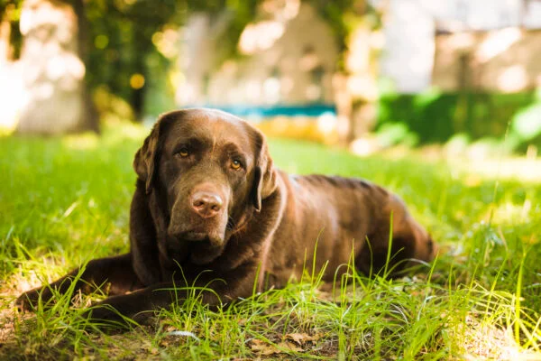 dark golden retriever