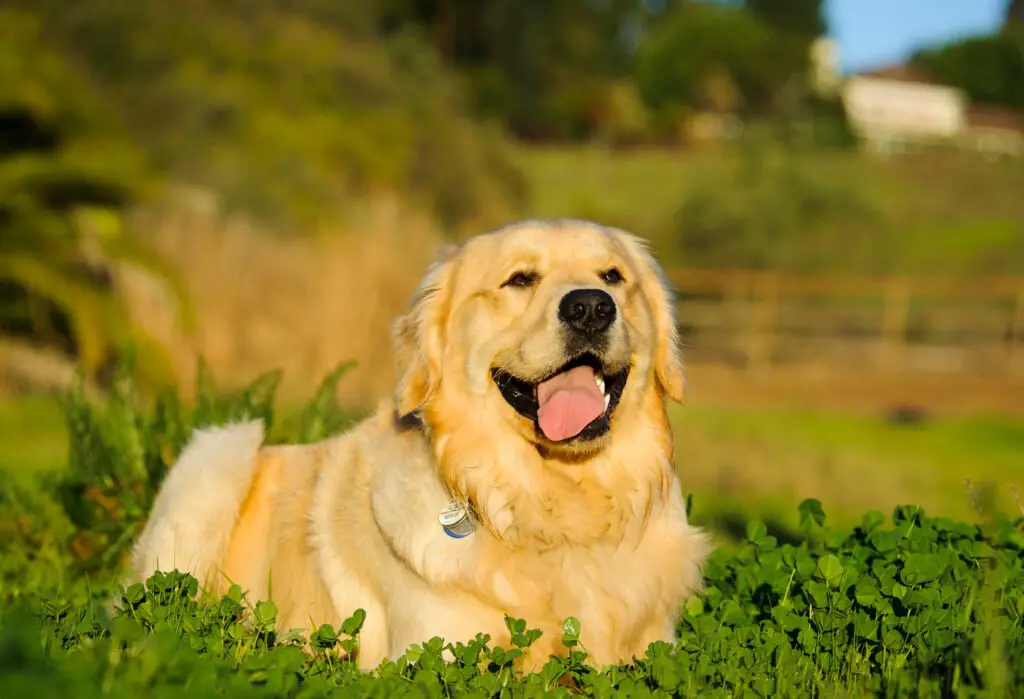 Are Golden Retrievers difficult dogs? 