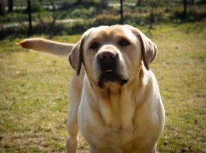 Do Golden Retrievers Smell