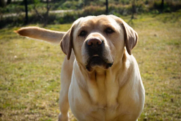 Do Golden Retrievers Smell