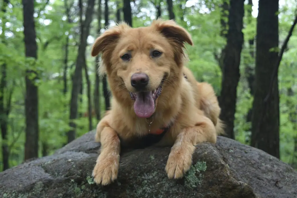 are golden retrievers hypoallergenic 