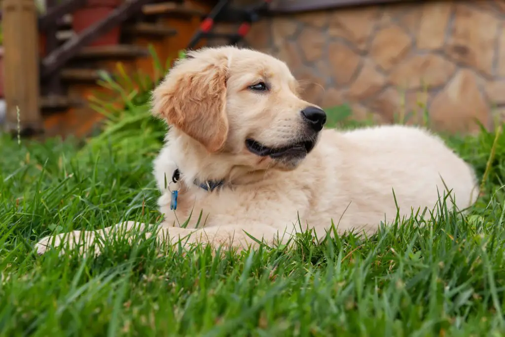 Golden Retrievers Puppies