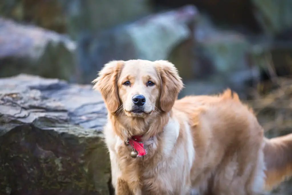 How to live with a Golden Retriever with allergies?