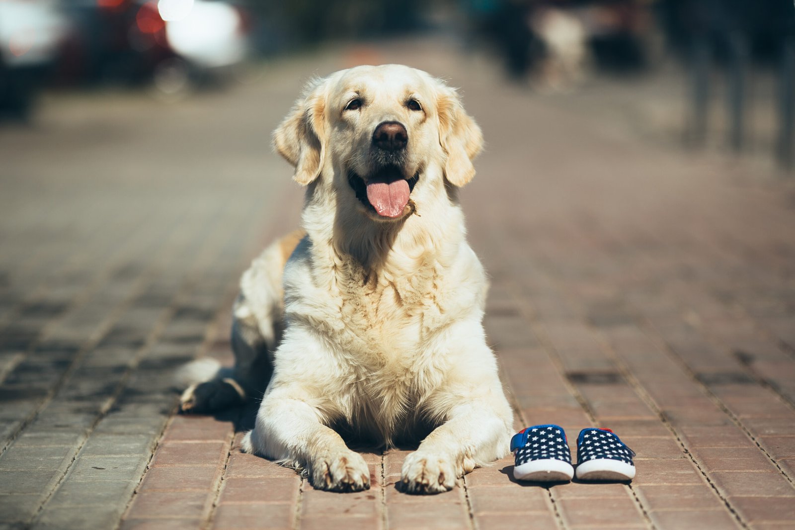 Golden Retrievers Hypoallergenic