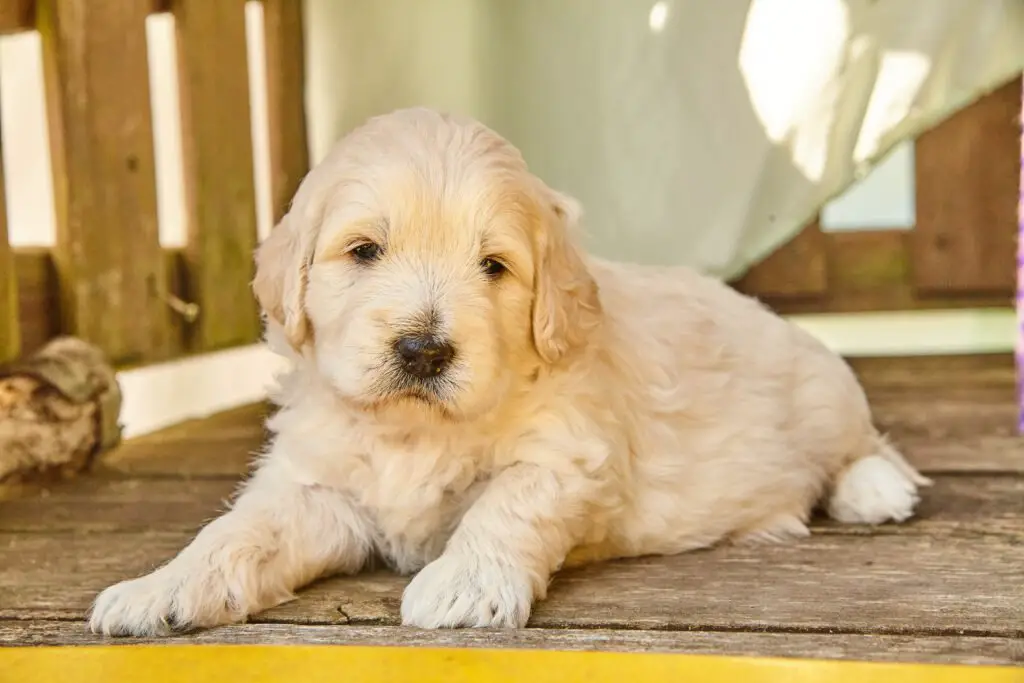 Miniature Golden Retriever vs. Standard Golden Retrievers