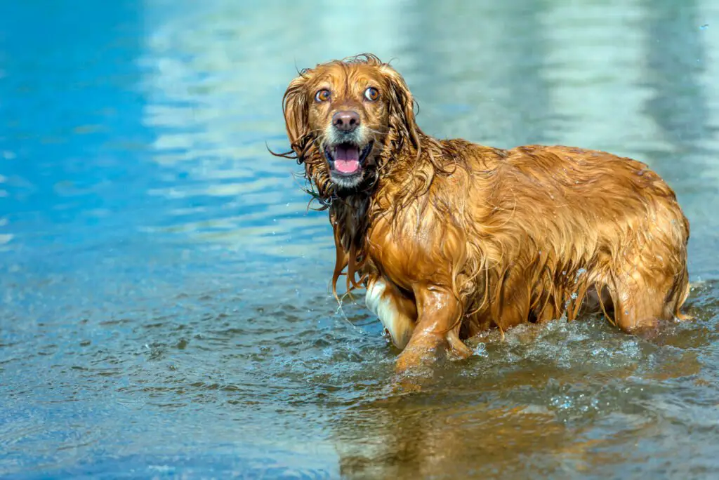 How strong is a Golden Retriever sense of smell? 