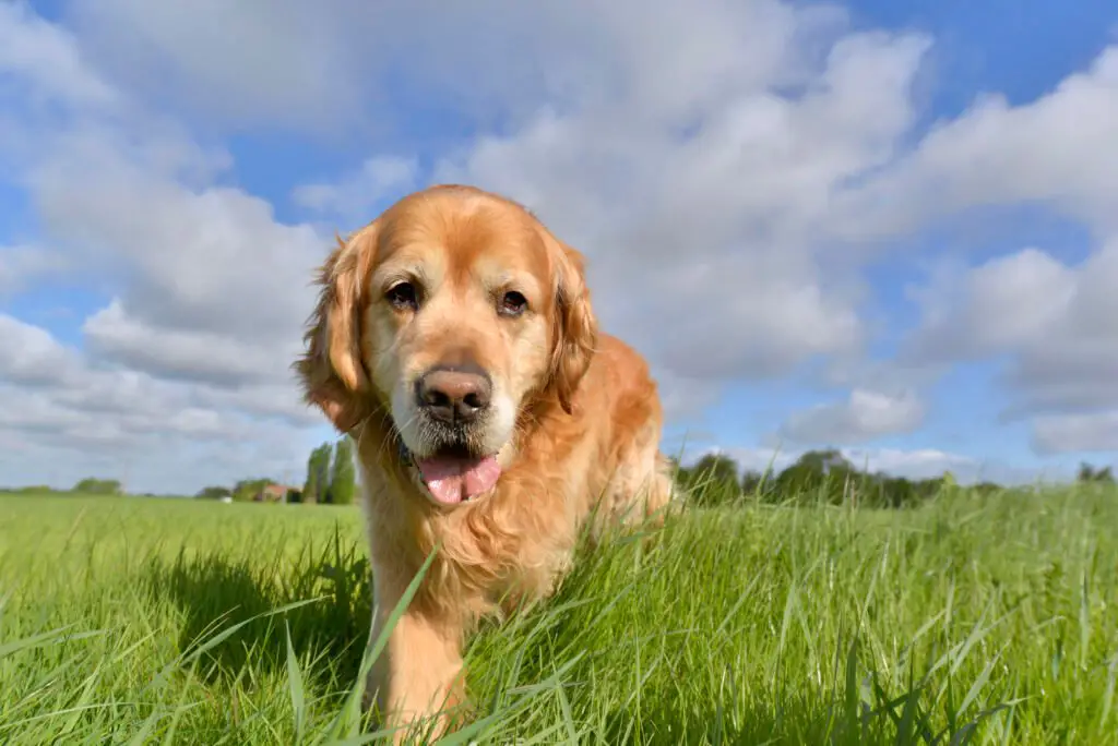 Golden Retriever Insurance