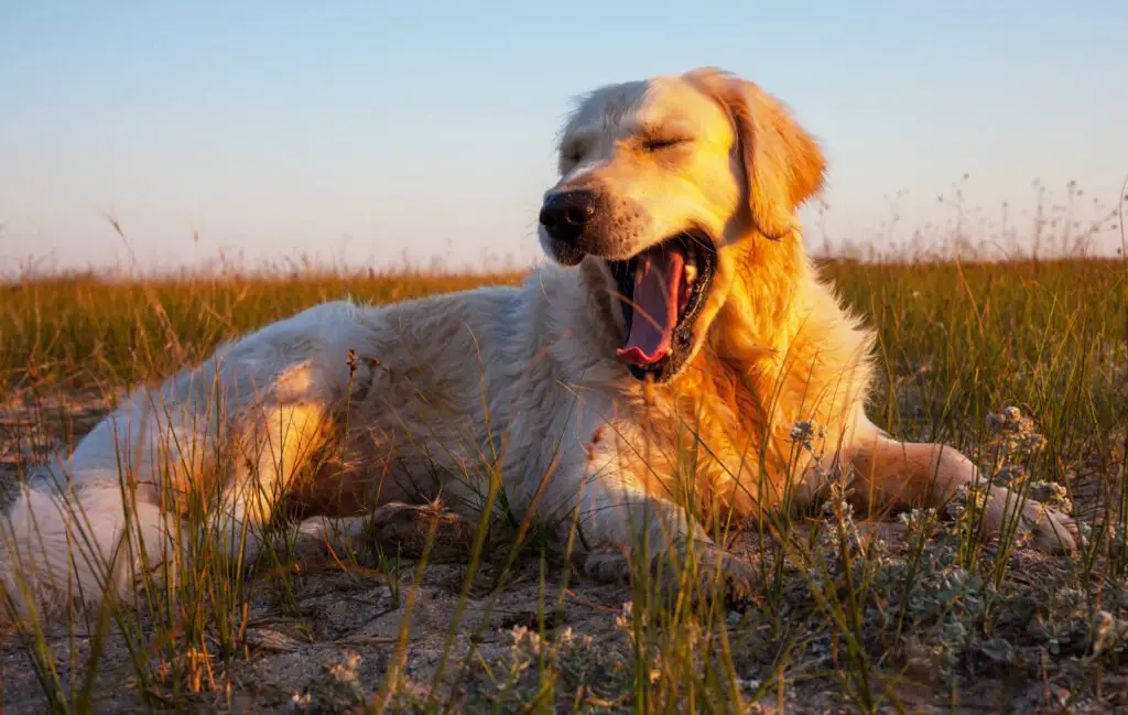 Golden Retrievers Need Large Breed Food