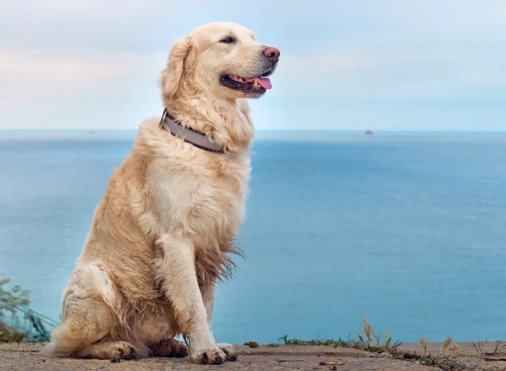 golden retriever pet insurance